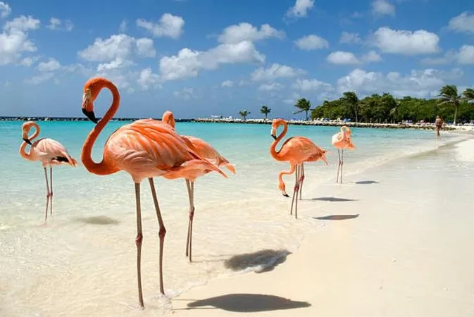 Aruba wakacje — plan zwiedzania w spokojnym tempie