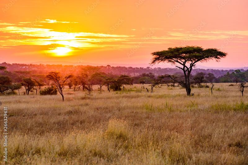 Tanzania safari i Zanzibar