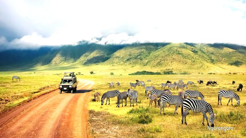 Wielka Migracja w Serengeti
